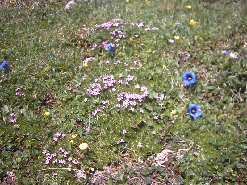 Click for original image 1182k 2048x1536