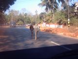 IND2_0229 