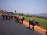 IND3_0326 