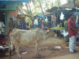 IND3_0356 