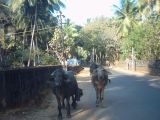 IND3_0444 