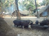 IND3_0476