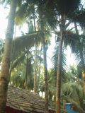 IND3_0484 